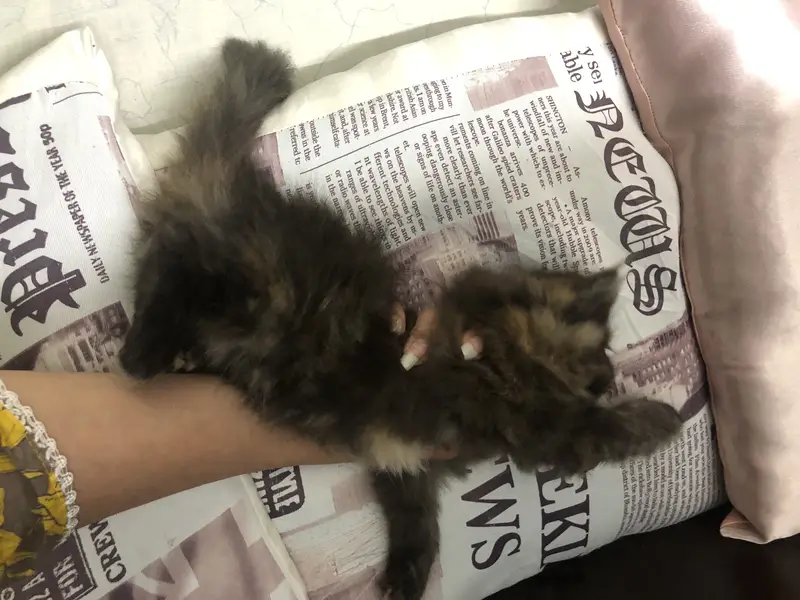 Triple coated heavy fur punch face kittens — photo 5