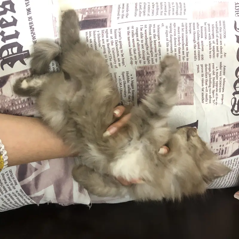 Triple coated heavy fur punch face kittens — photo 6