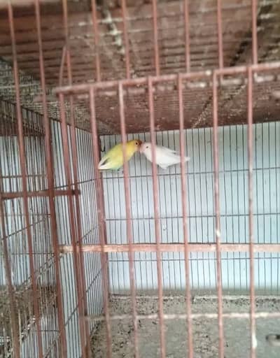 Love birds available