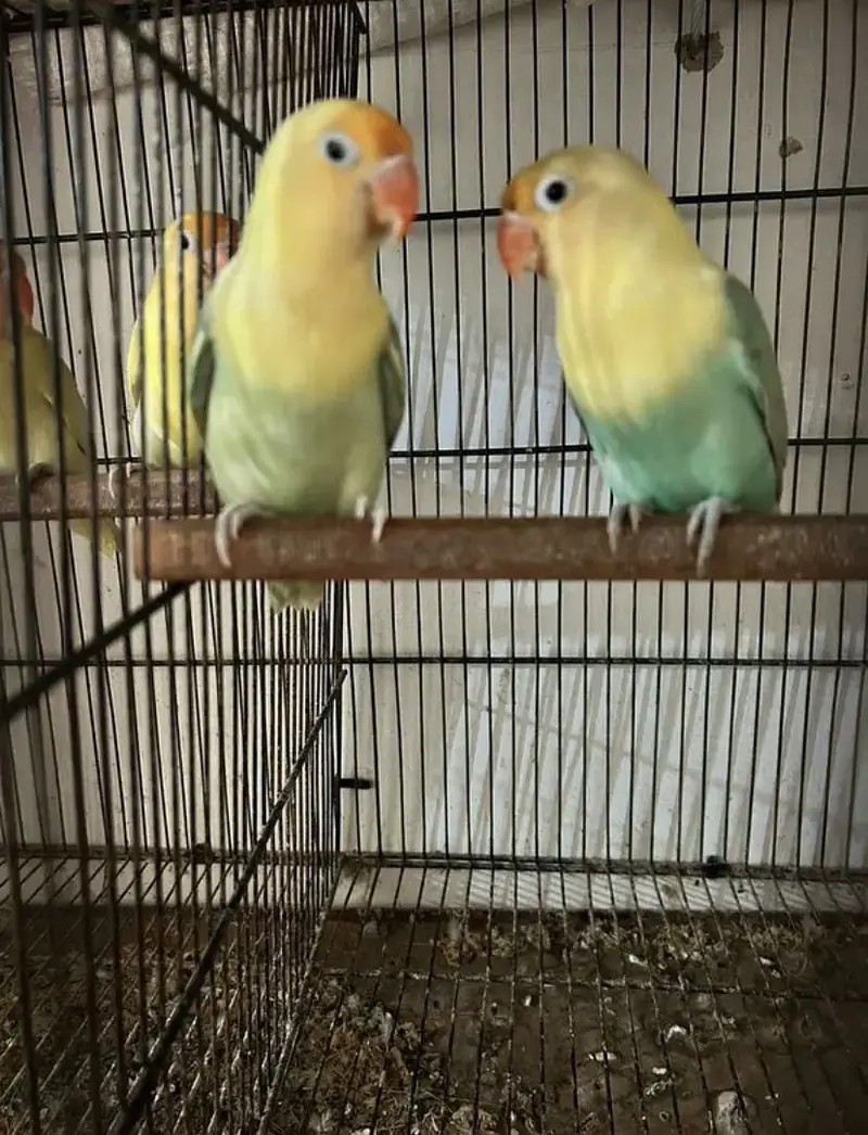 Love birds available — photo 2