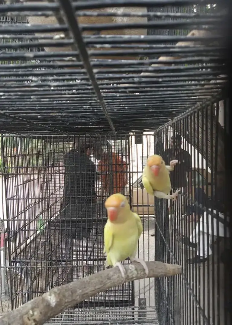 Love birds available — photo 3