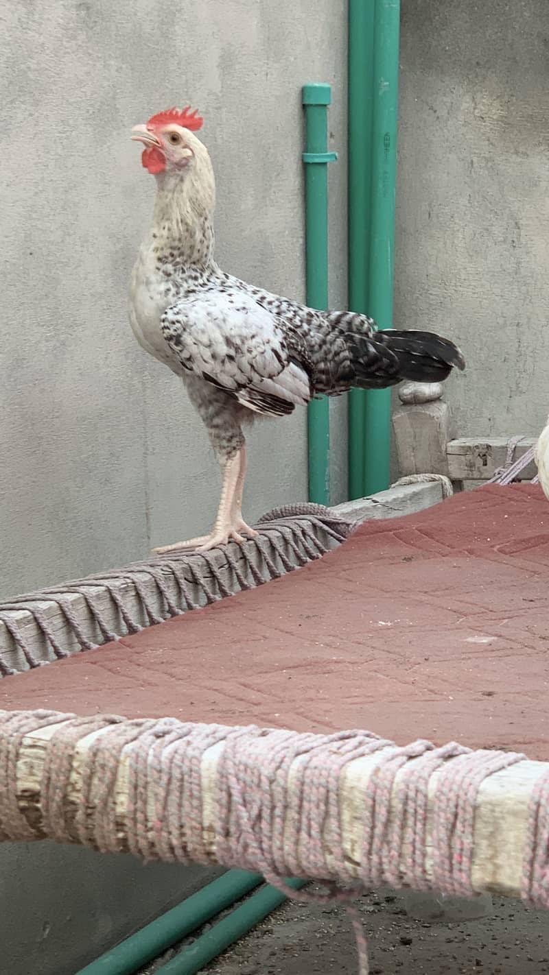 Desi Murga 1