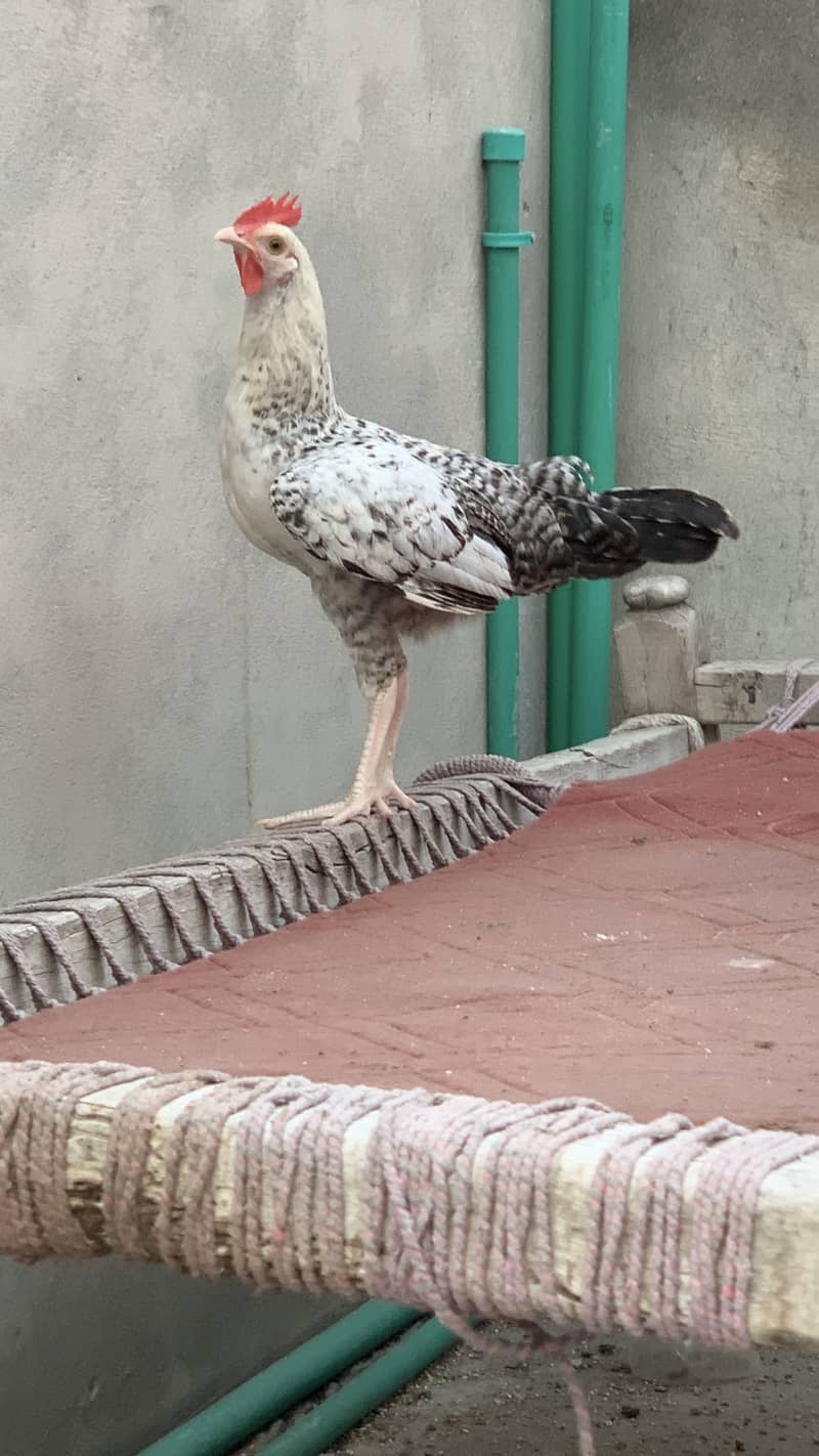 Desi Murga 4