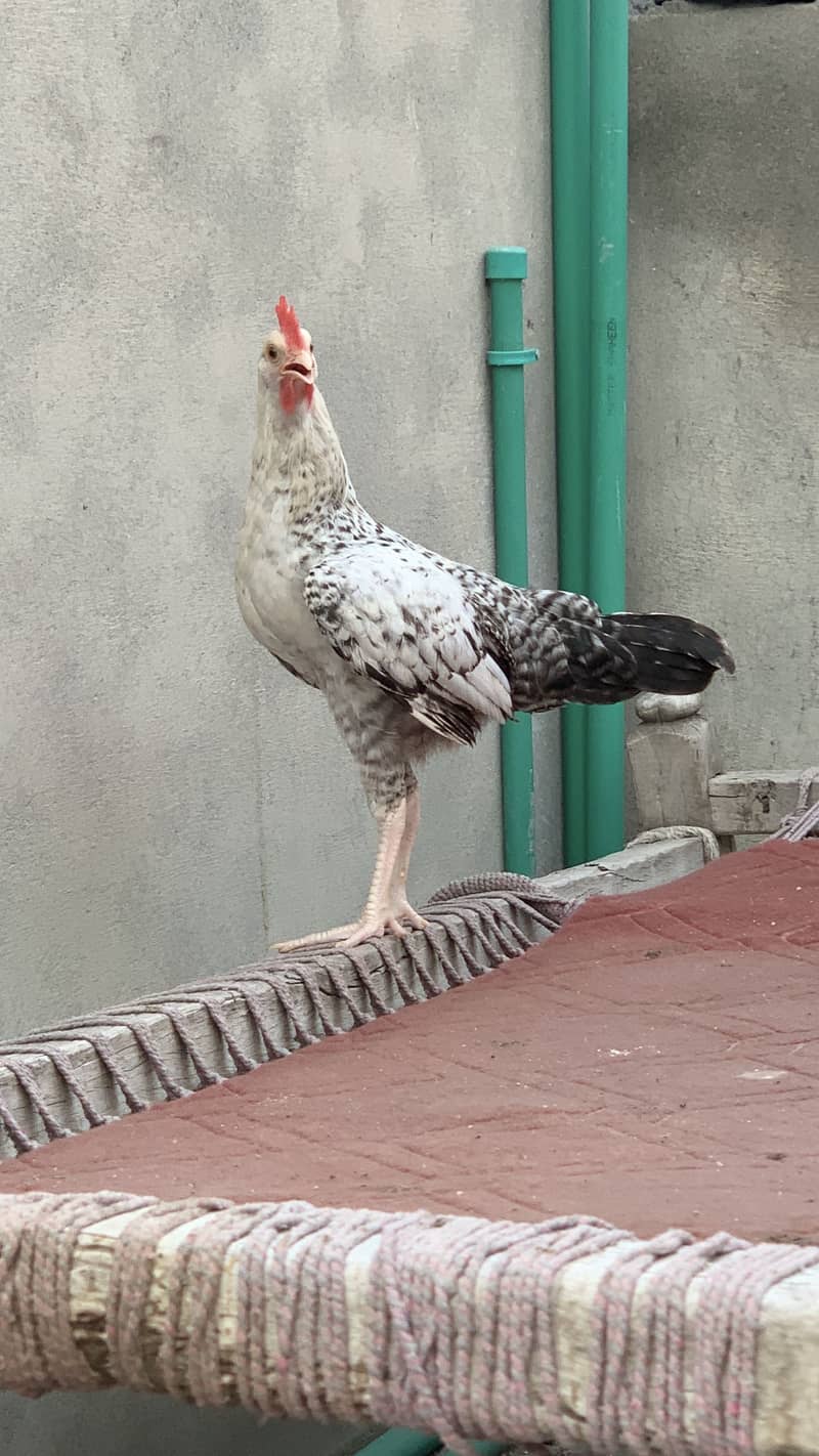 Desi Murga 5