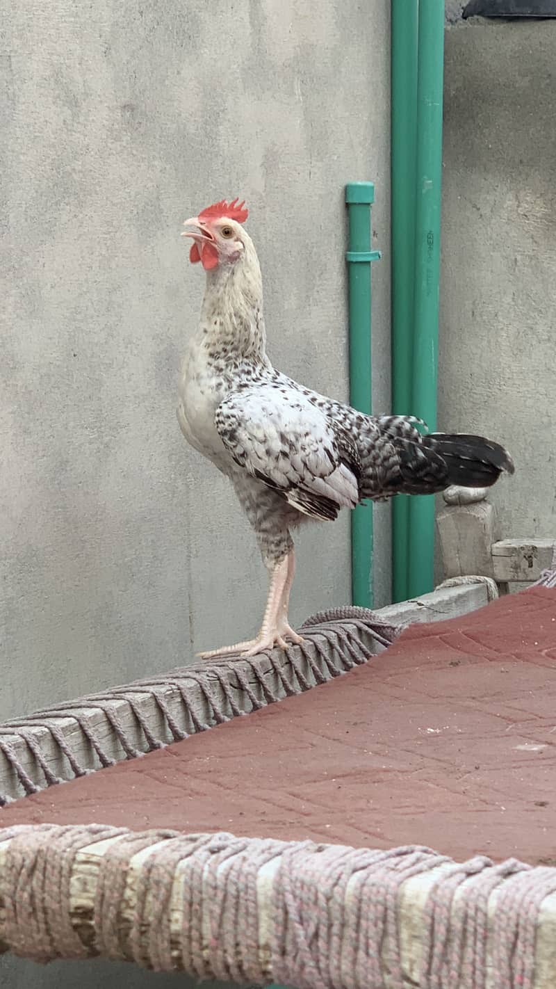 Desi Murga 0