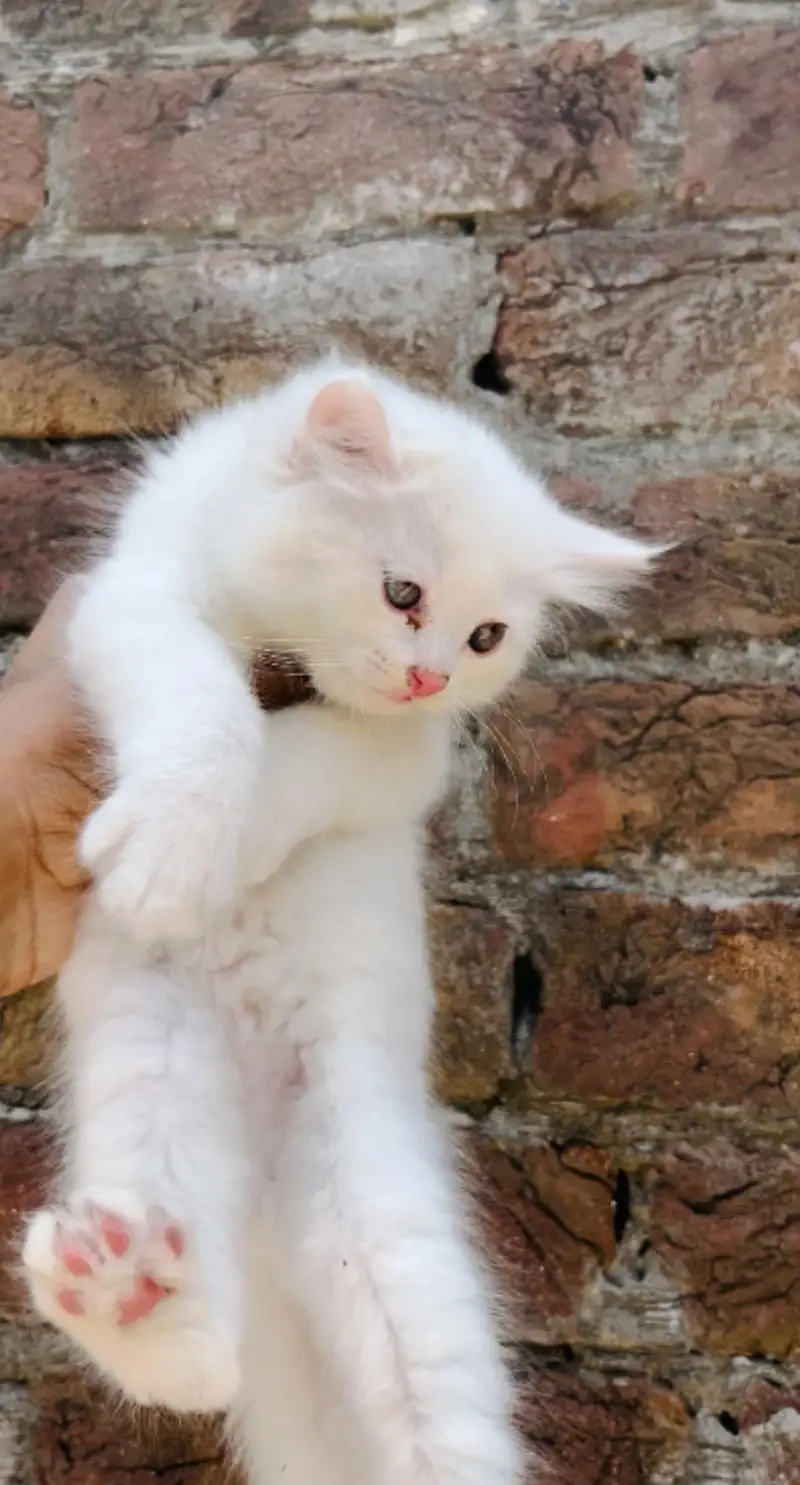 triple coated kittens: 0302_6247572 — photo 7