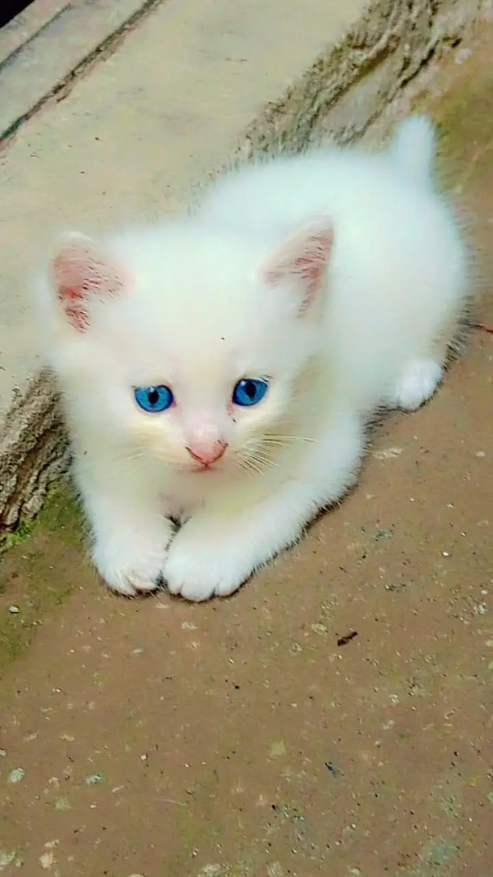 triple coated kittens: 0302_6247572 — photo 8