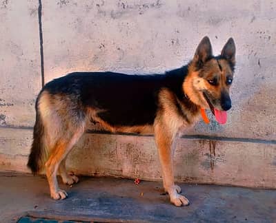 German Shepherd Caretaker Needed (Free)