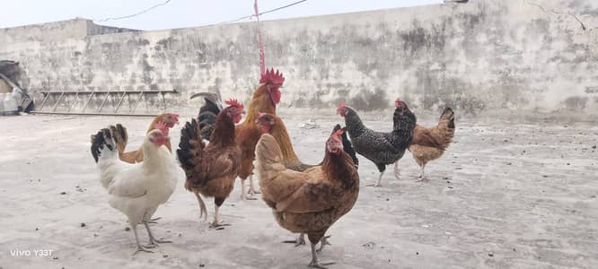 Desi Hens for Sale