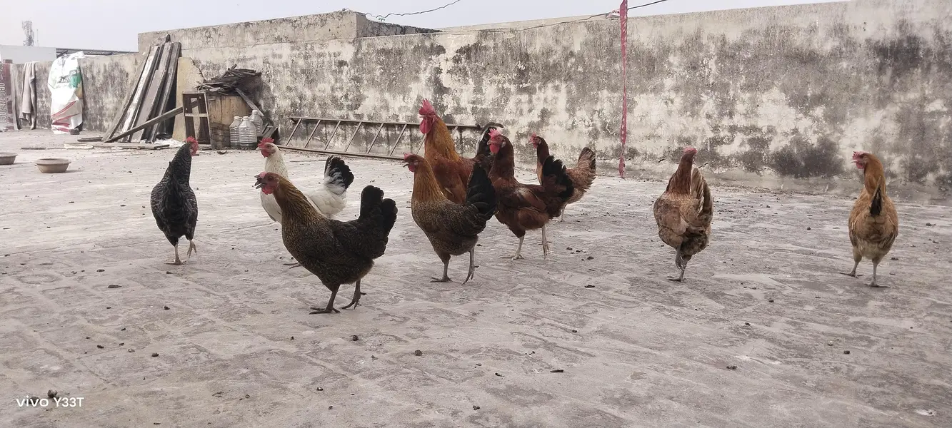 Desi Hens for Sale — photo 2