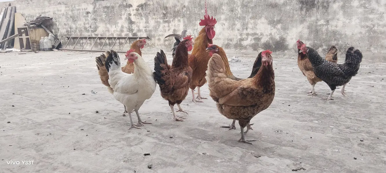 Desi Hens for Sale — photo 3