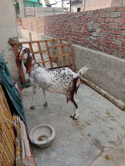 gaban bakri for sale 03074027046