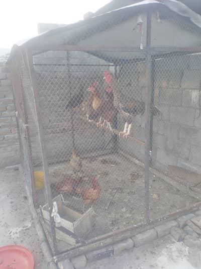 Desi hens
