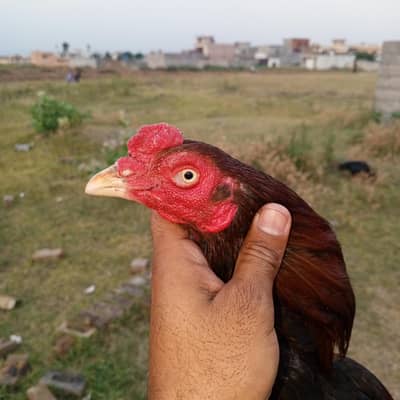high quality bird wtp 03135474254