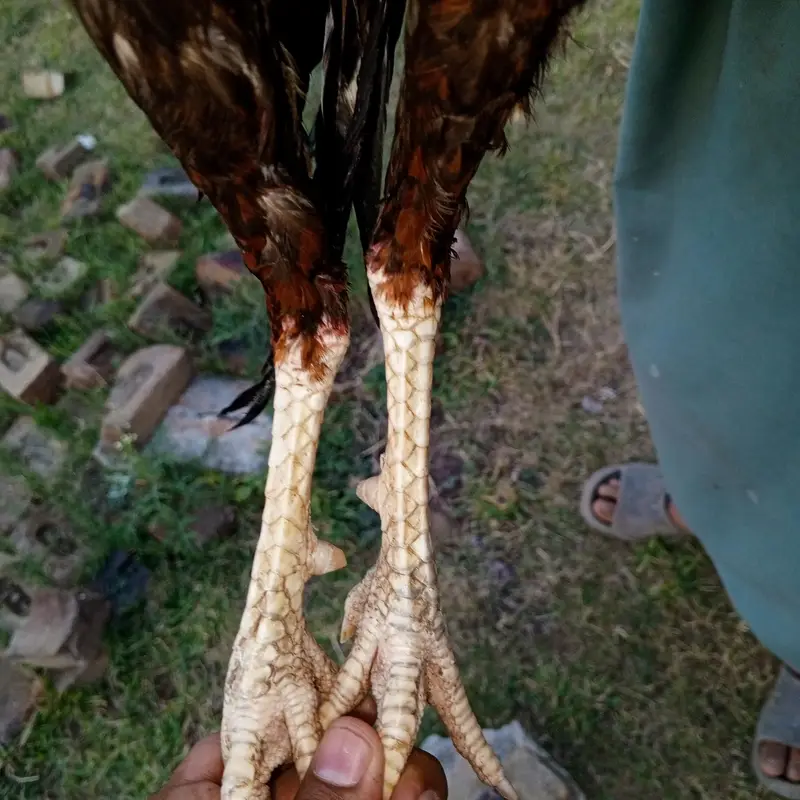 high quality bird wtp 03135474254 — photo 2