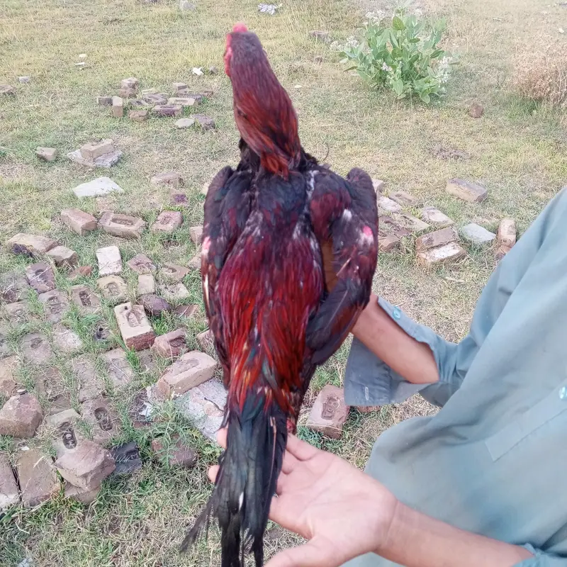 high quality bird wtp 03135474254 — photo 4