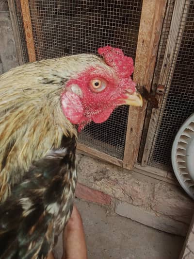 Aseel jawa Murga For Sell