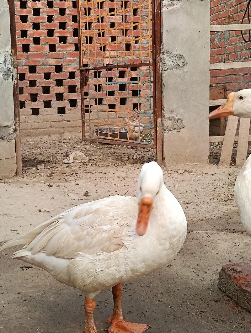 جوڑا فور سیل — photo 2