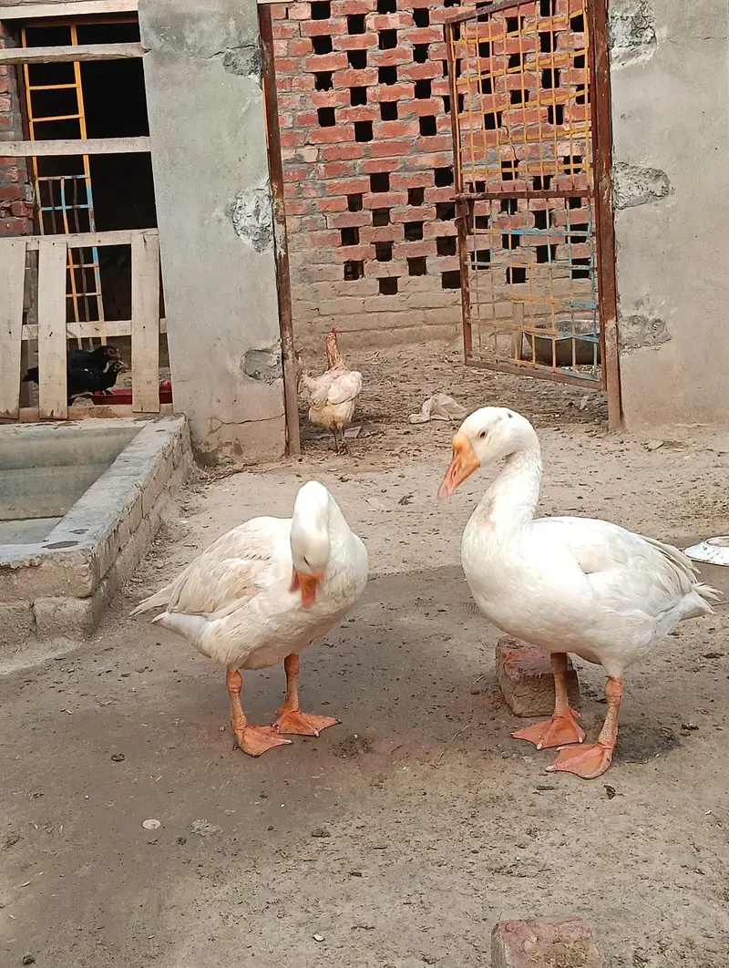 جوڑا فور سیل — photo 3