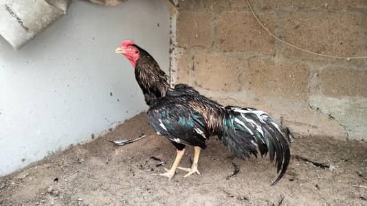 Aseel Amroha, Shajra Breed