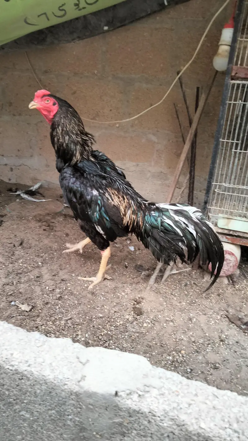 Aseel Amroha, Shajra Breed — photo 2