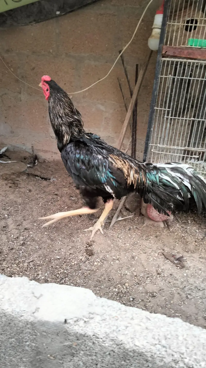 Aseel Amroha, Shajra Breed — photo 3