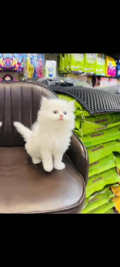 persian cat for sale MywatsapppNumber 0309-37-13-771