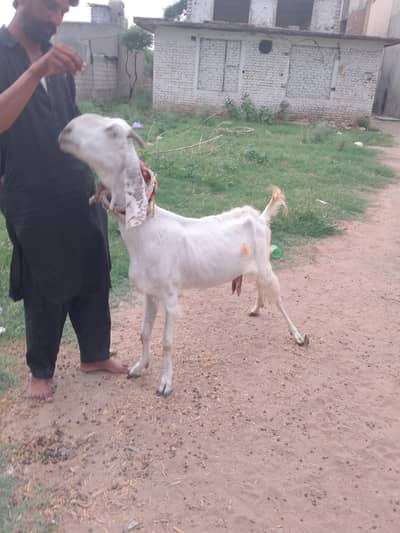 betal bakri for sale