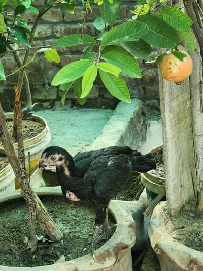 indian parrot beak pure black