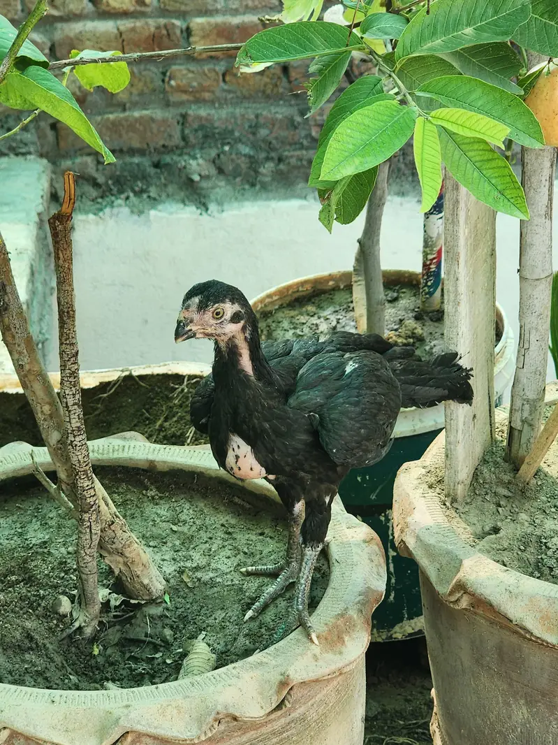 indian parrot beak pure black — photo 2