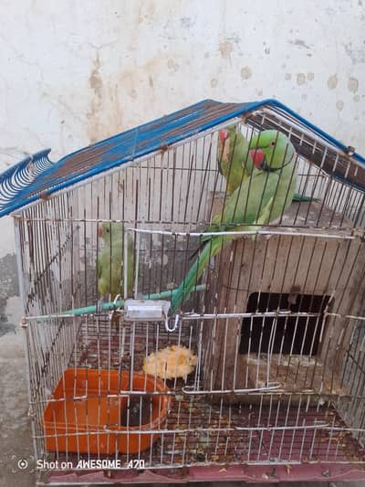 arjnt for sale