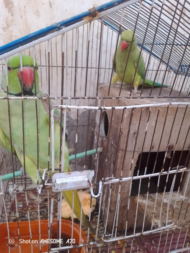 arjnt for sale — photo 2