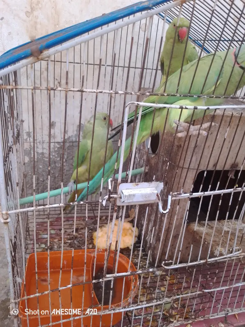 arjnt for sale — photo 3