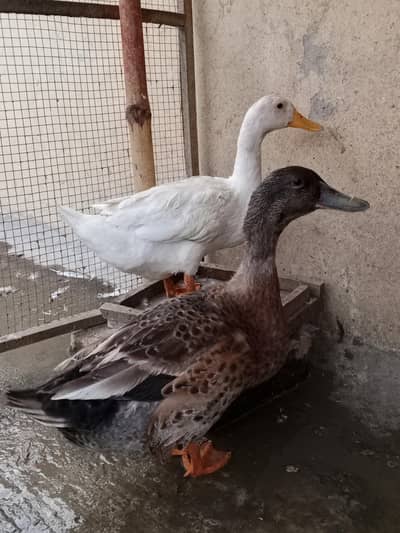 Ducks pair
