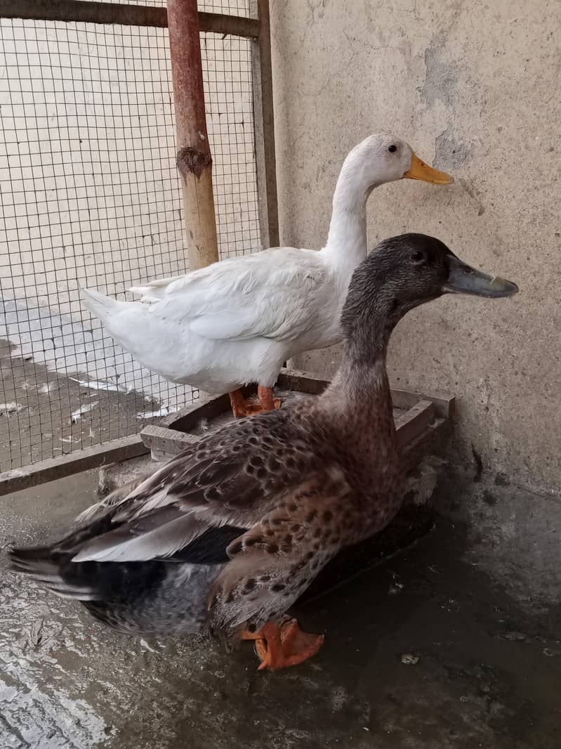 Ducks pair 0