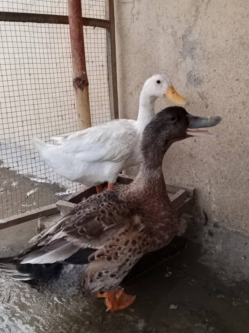 Ducks pair 1