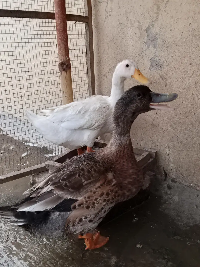 Ducks pair — photo 2