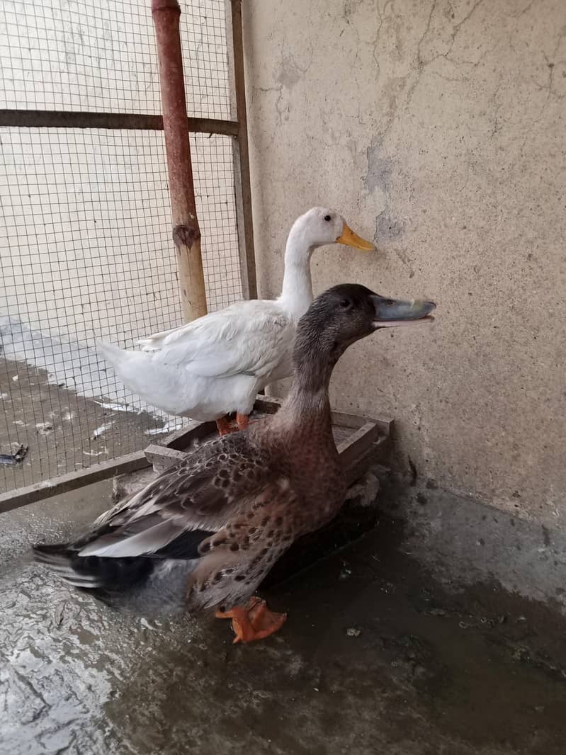 Ducks pair 2