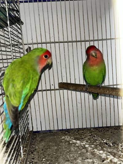 LoveBirds Adult Pairs