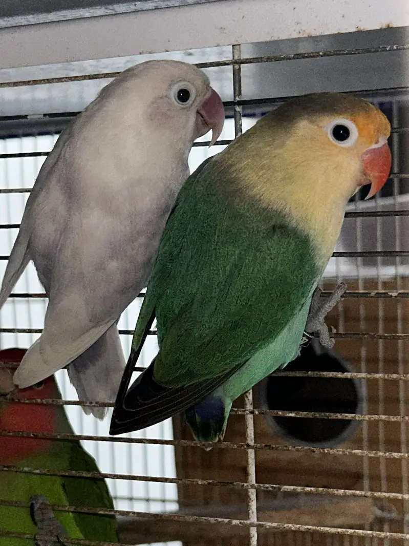 LoveBirds Adult Pairs — photo 2