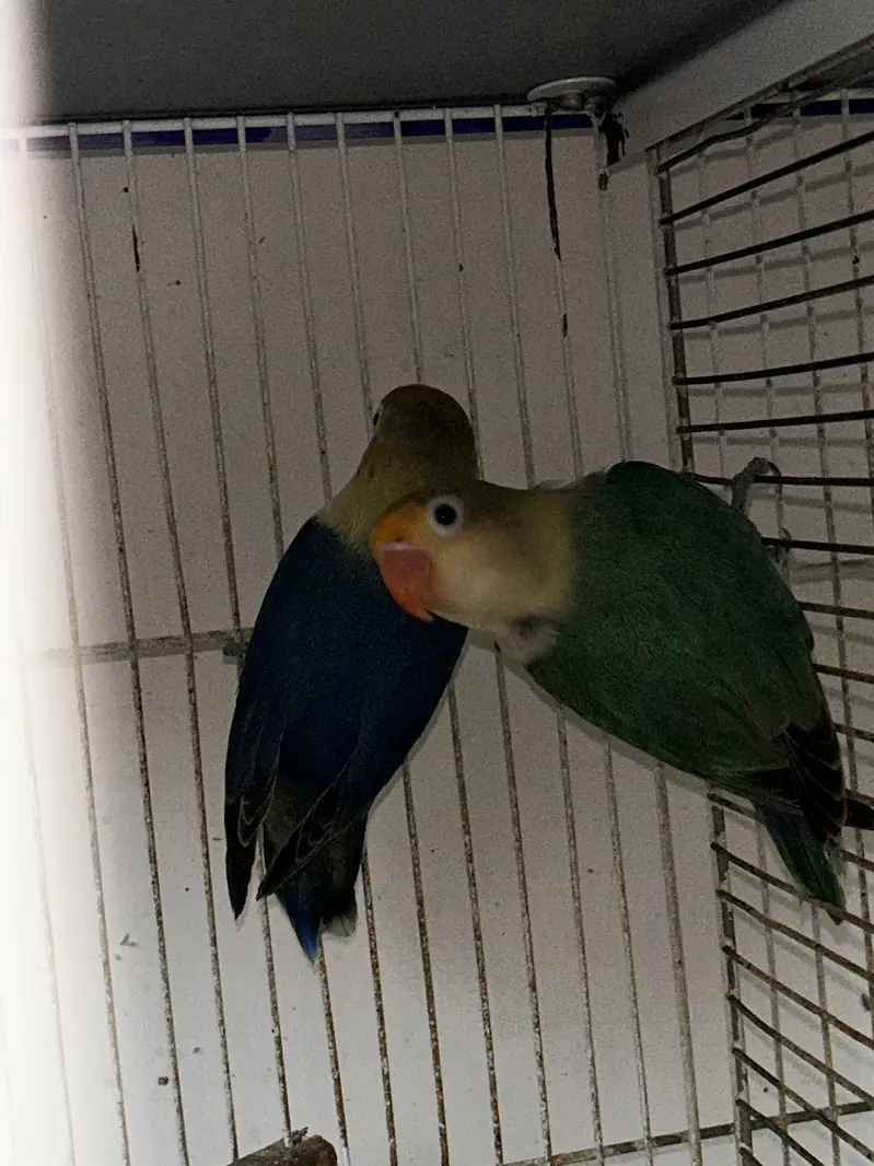 LoveBirds Adult Pairs — photo 3