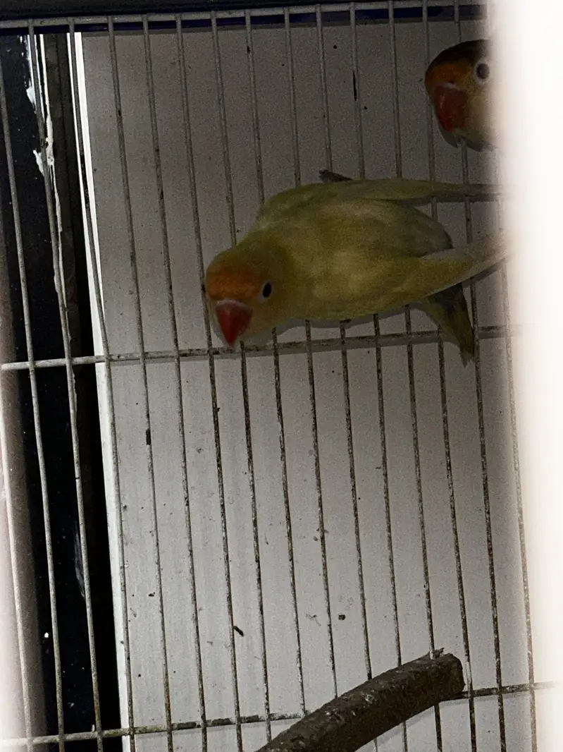 LoveBirds Adult Pairs — photo 4
