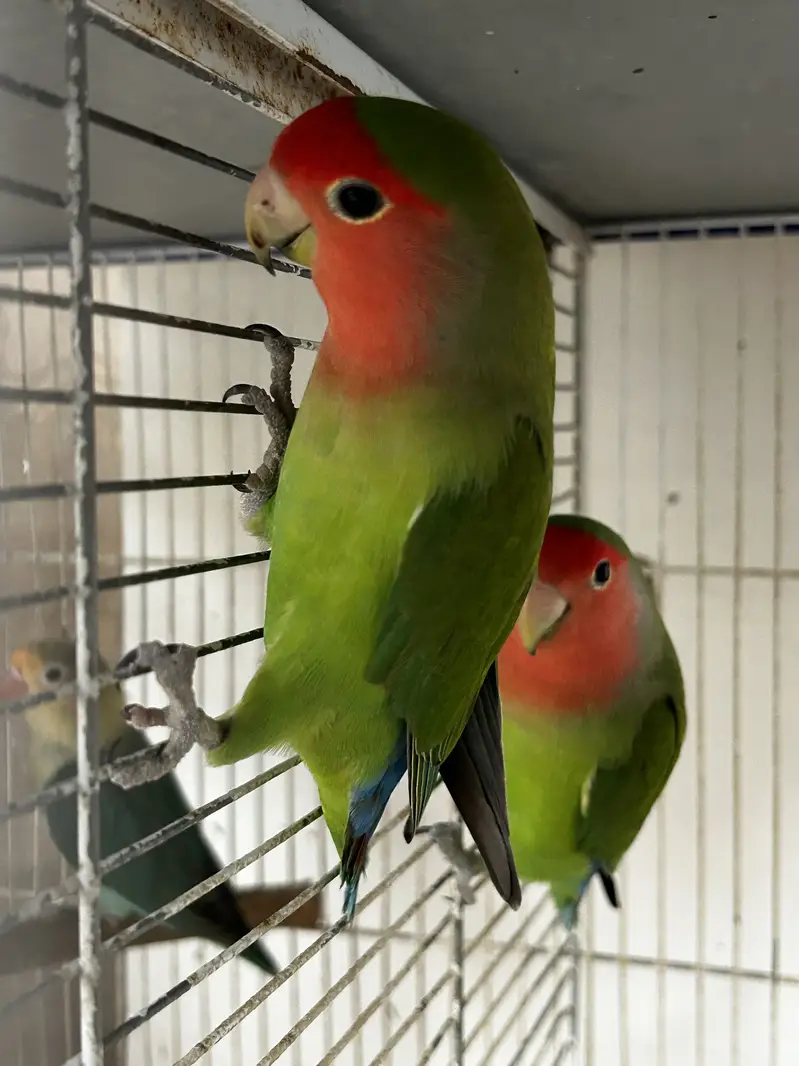 LoveBirds Adult Pairs — photo 5