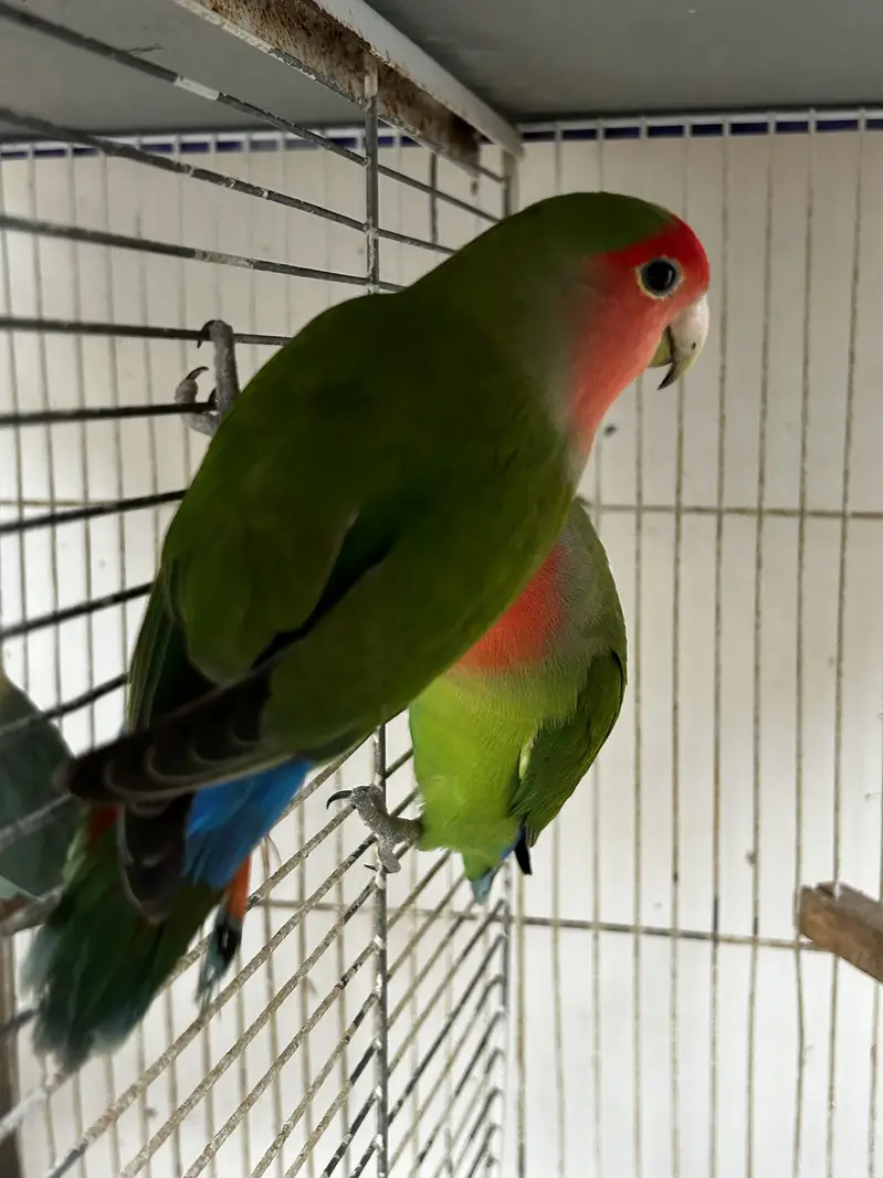 LoveBirds Adult Pairs — photo 6
