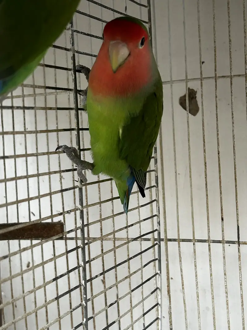 LoveBirds Adult Pairs — photo 7