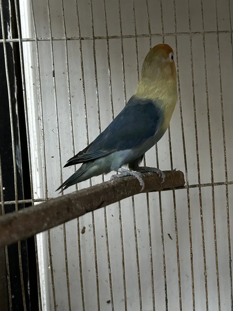 LoveBirds Adult Pairs — photo 8