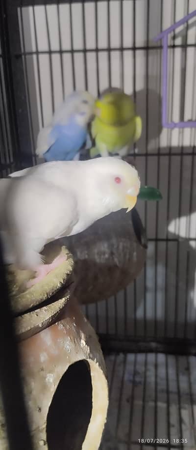 Australian Parrots for sale