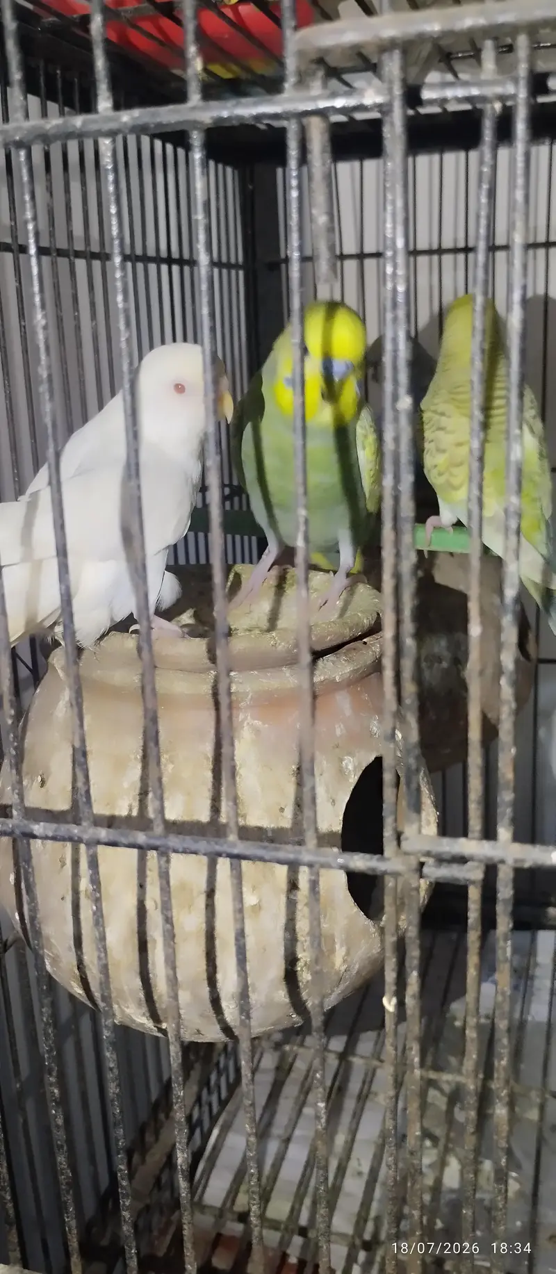 Australian Parrots for sale — photo 2