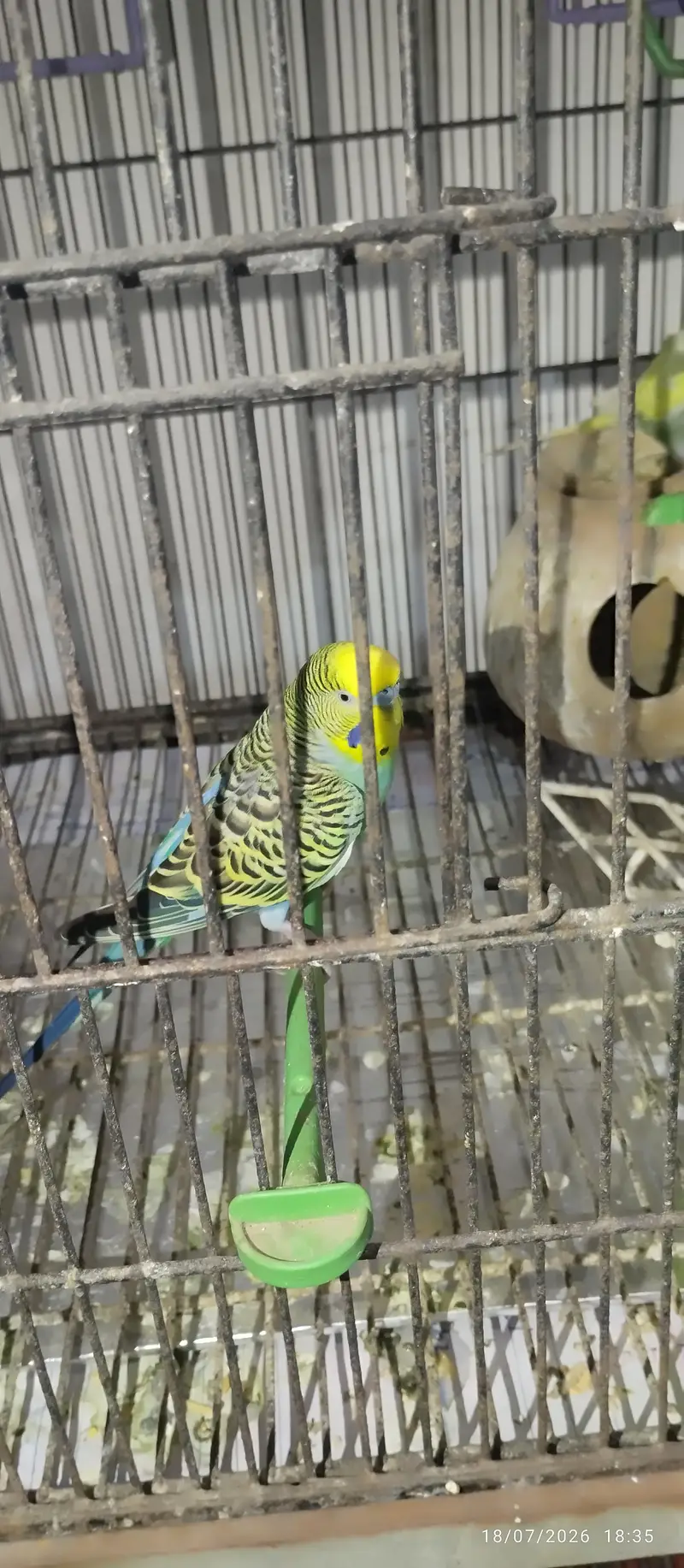 Australian Parrots for sale — photo 3