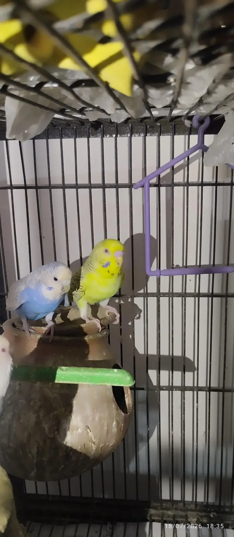 Australian Parrots for sale — photo 4